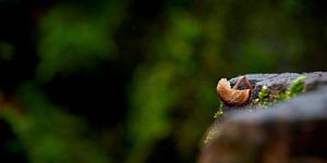 Gebrochener Pilz auf altem Baumstumpf
