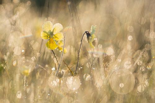 zinkviooltje in bokeh