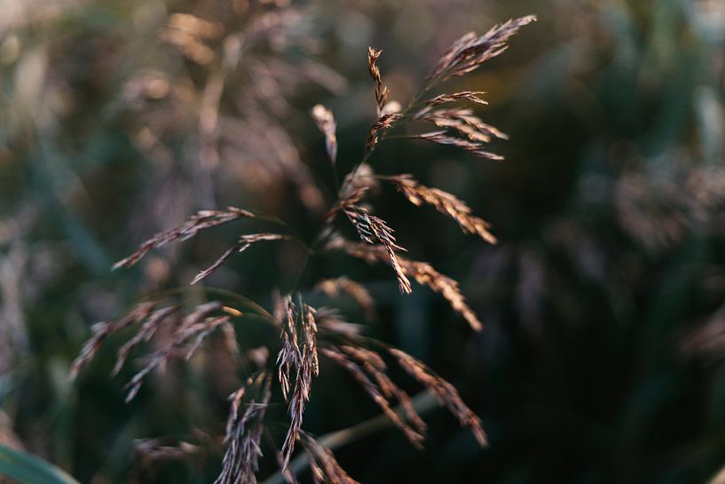 Avondzon op blad van Eline Al