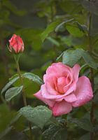 roze roos