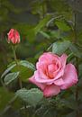 rosa Rose von Dieter Beselt Miniaturansicht