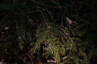 Chuchotement vert : Lumière douce du soleil dans la forêt