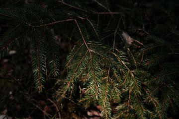 Grünes Geflüster: Sanftes Sonnenlicht im Wald von Heleen. Visual Storytelling