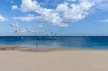Spring on the beach by Blame Dutchie Photography