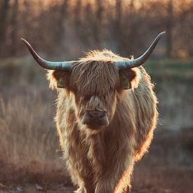 Schotse Hooglander van Bram Martens