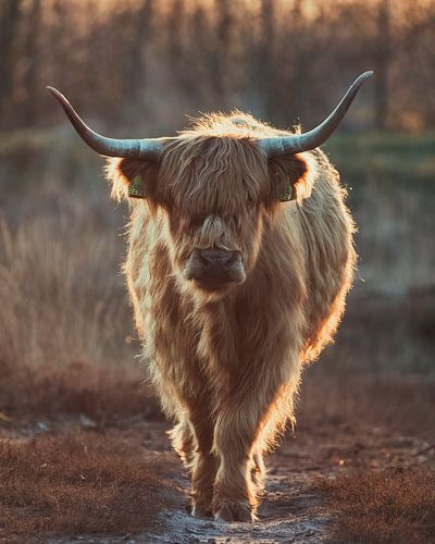 Highlander écossais sur Bram Martens