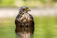 Sparrowhawk takes a bath