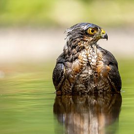 Sparrowhawk takes a bath by Erik Veltink