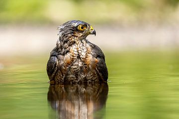 L'épervier prend un bain