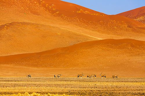 Zandduinen in de Namib woestijn met Oryx antilopen