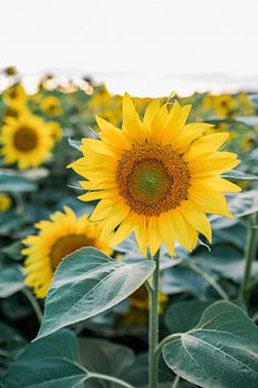 Sunflower during golden hour