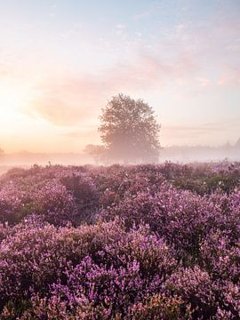 purple purple purple by snippephotography