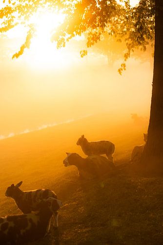 Sunrise Behind a Field With Sheep