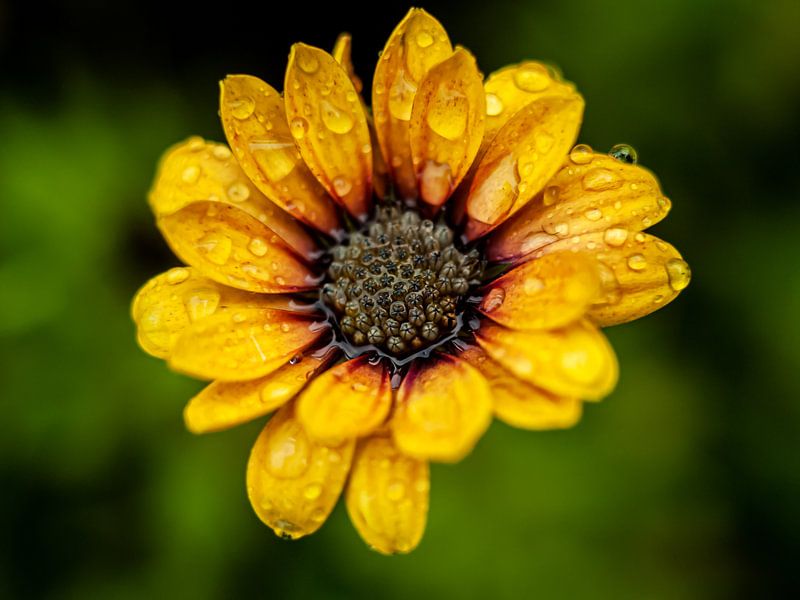 Marguerite Close up by Mr White Takes Pictures
