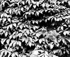 Nature by Sidney Graf