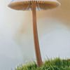 mushroom solo III by Klaartje Majoor