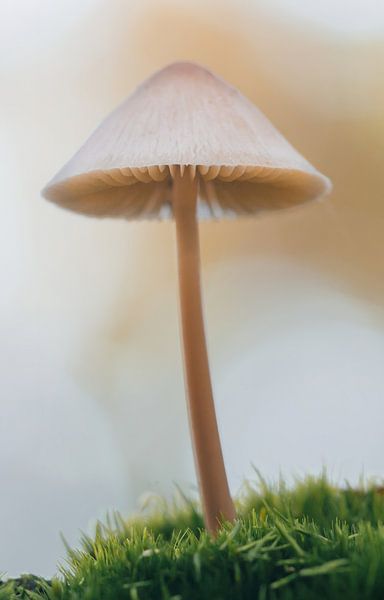paddenstoel solo III van Klaartje Majoor