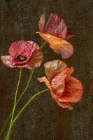 Still life with flowers. Poppy. Spring.
