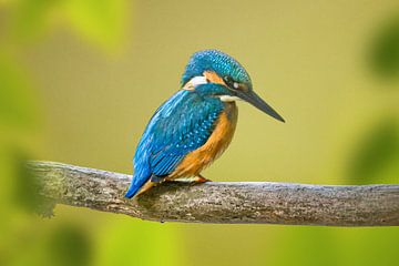 IJsvogel op tak