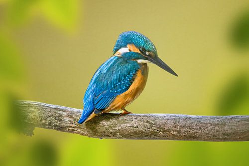 Martin-pêcheur sur une branche sur Peter Abbes