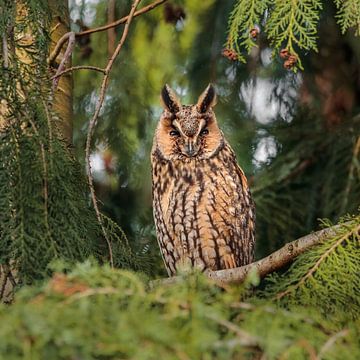 Hibou des marais sur Arnoud van der Aart