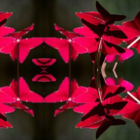 Dans van het Licht van FotoGraaGHanneke