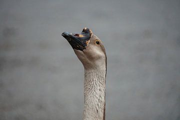 Oie sereine sur Korayu Photography