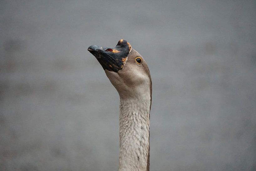 Oie sereine par Korayu Photography