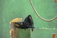 Brown-headed Spidermonkey