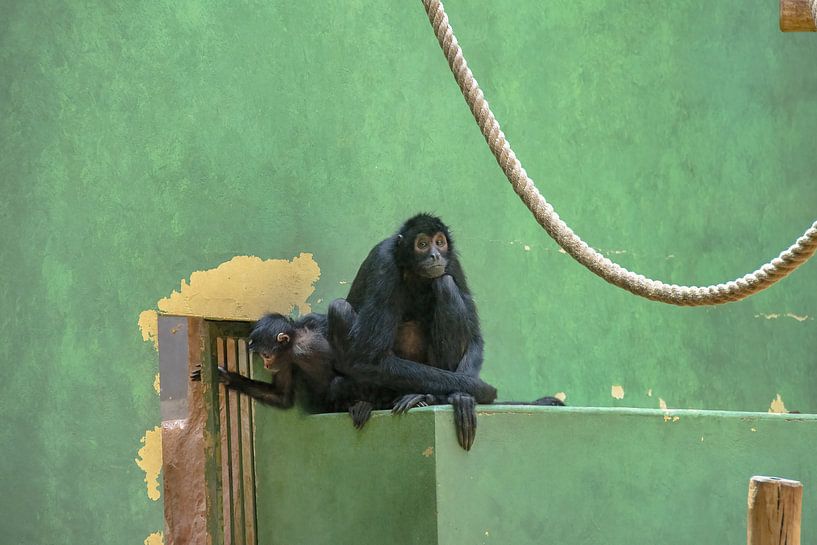 Singe araignée à face brune par Jimmy Verwimp Photography