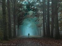 Mistige morgen in het bos