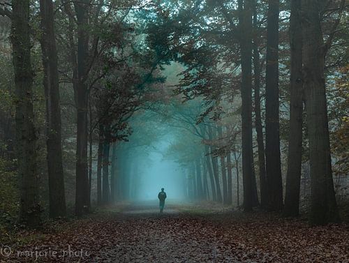Matinée brumeuse dans la forêt sur Marjorie Ruts