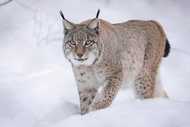 Lynx in een diep pak sneeuw van HB Photography