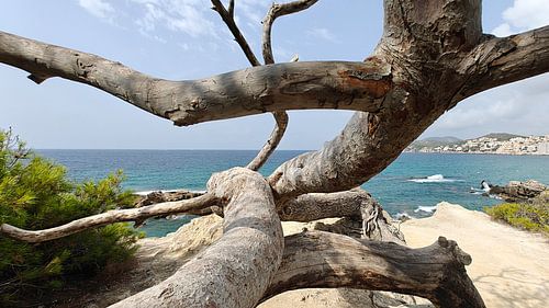 Das Skelett eines toten Baumes. Tote Äste.