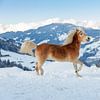 Pferd im Schnee in den Bergen von Österreich von Janny Beimers