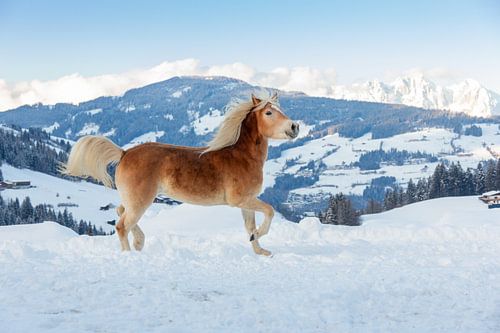 Paard in de sneeuw in de bergen van Oostenrijk