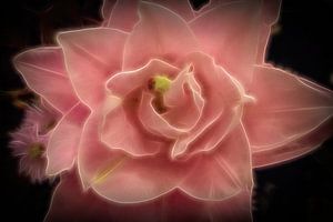 The pink rose