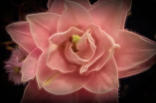 De roze roos