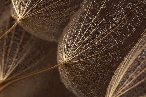 Goudbruine pluisjes met kleine waterdruppeltjes in het licht