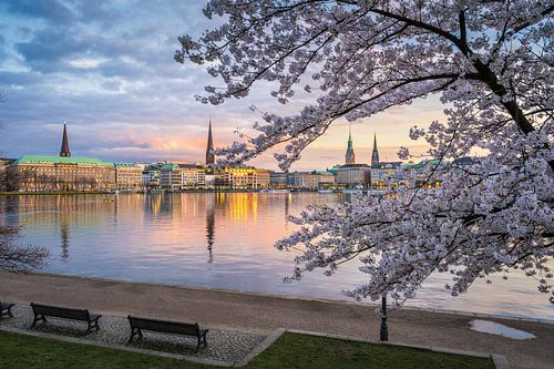 Kirschblüten in Hamburg, Deutschland von Michael Abid