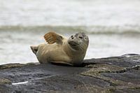 Zeehondje