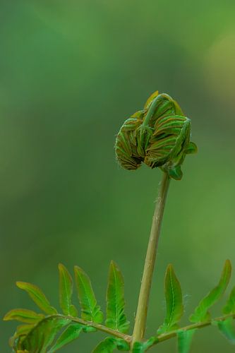 Dutch Glorious //  Vaarn //  Varen