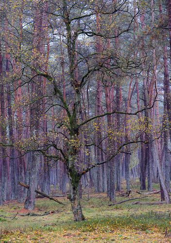loofboom tussen de naaldbomen