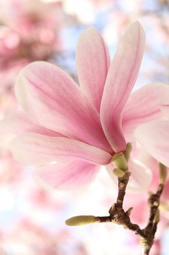 Magnolia