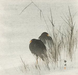 Oiseaux aquatiques dans les roseaux