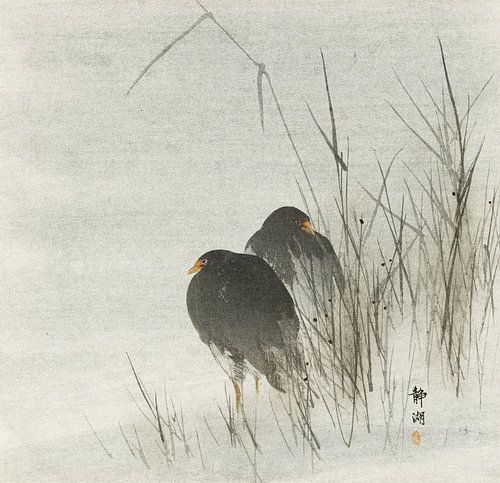 Water birds in the reeds