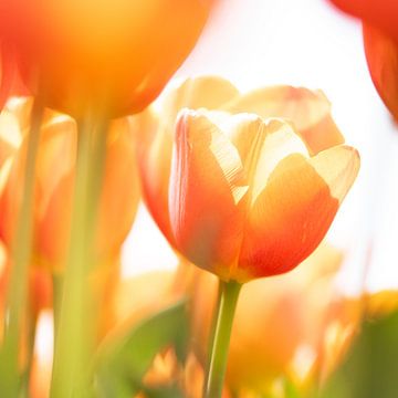 Oranje tulpen van Ron van der Stappen