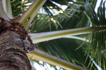 Ondersteboven Eekhoorntje in palmboom van Valesca van Zwieten