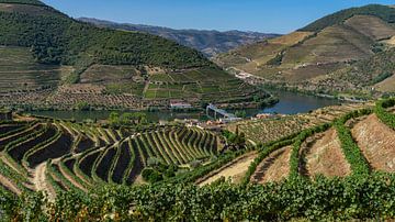 Wijngaarden in de Douro vallei in Portugal (omgeving Pinhao)
