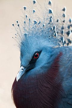 Victoria Crown Pigeon by Arnold Loorbach Photography